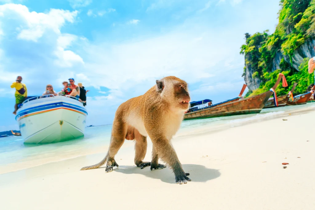Day 2 Phi Phi Island Tour