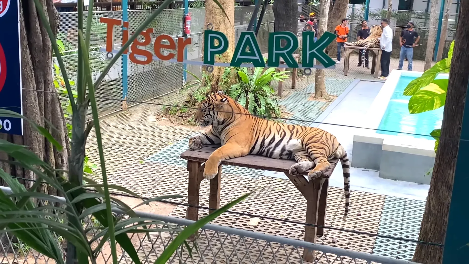 Day 4 Tiger Park Visit
